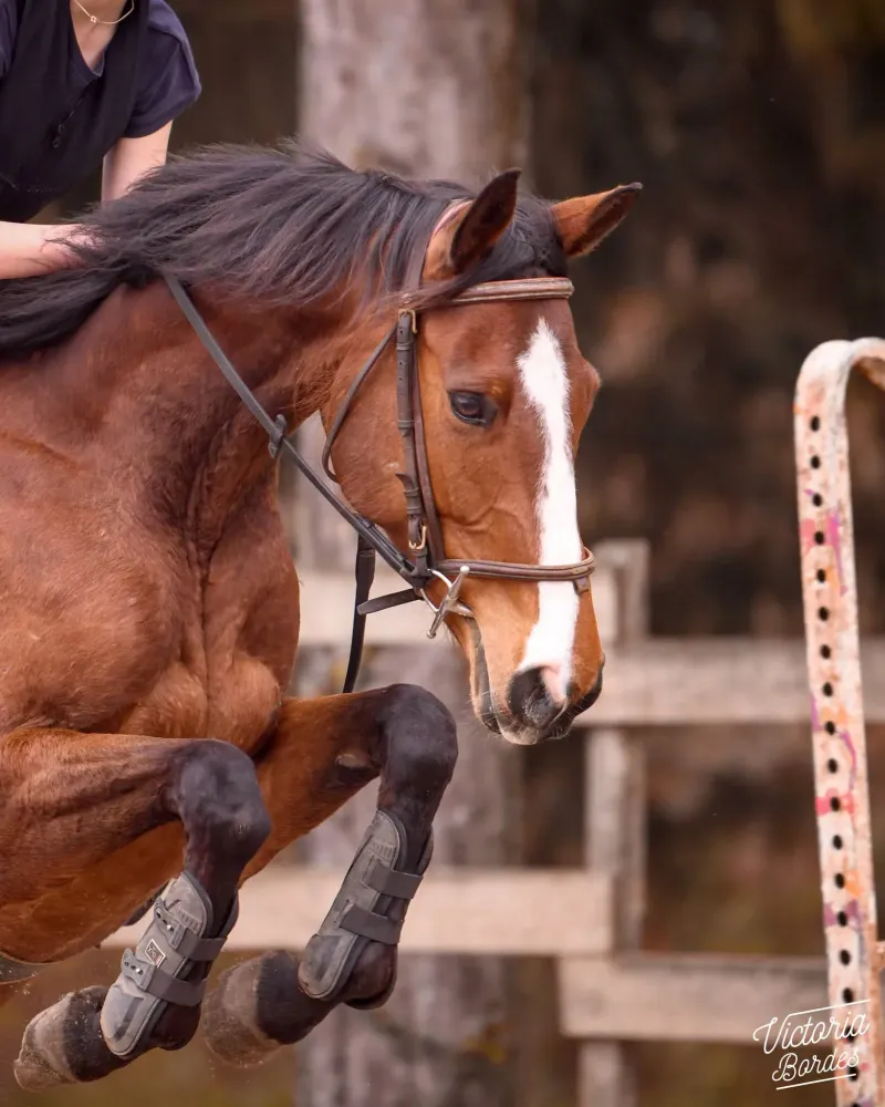 Stage d'équitation à Campet-et-Lamolère